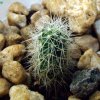 Mammillaria _wrightii _ssp.wilcoxii _15